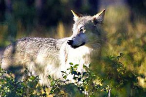 Federal court order returns Michigan wolves to endangered species list