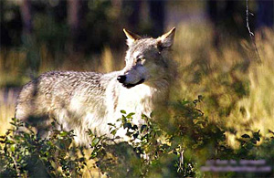 Michigan wolves have made a remarkable recovery numbering over 600 adults now mostly in the Upper Peninsula.